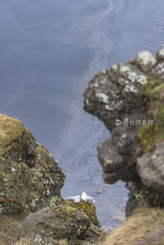 Dyrhólaey半岛上的海鸥，这里以冰岛南海岸的壮丽景色、历史悠久的灯塔和丰富的鸟类而闻名