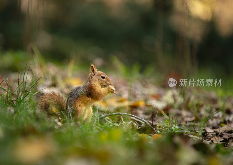 松鼠正在草地上吃坚果。