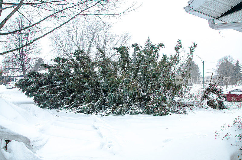 在暴风雪中倒下的高大冷杉树