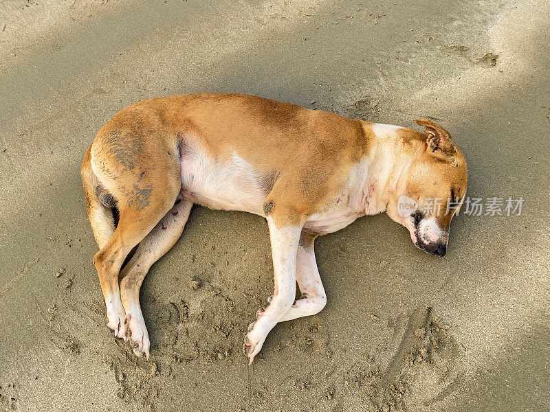 低潮时，印度野生流浪狗躺在潮湿的沙滩上，睡觉，高架视图