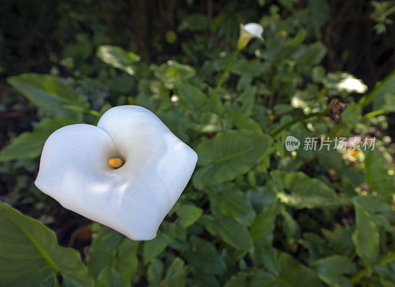 在哥斯达黎加的圣杰拉多德多塔，海芋百合开花和叶子的特写