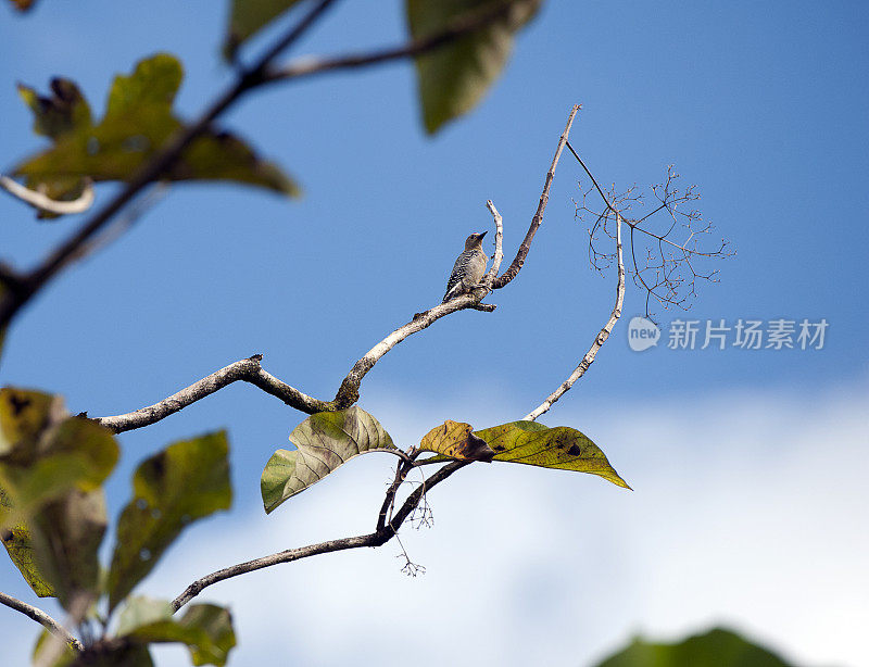 哥斯达黎加圣胡安娜保护区树梢上的红顶啄木鸟