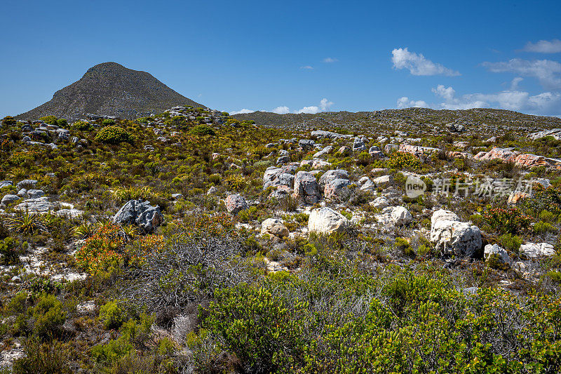 南非开普敦郊外的开普半岛上的桌山国家公园的开普角自然保护区的美丽风景