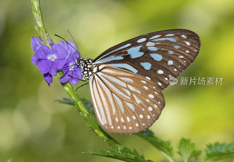 蝴蝶喝花汁——动物行为。