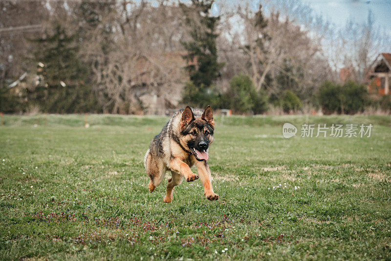 训练中的德国牧羊犬K-9警犬