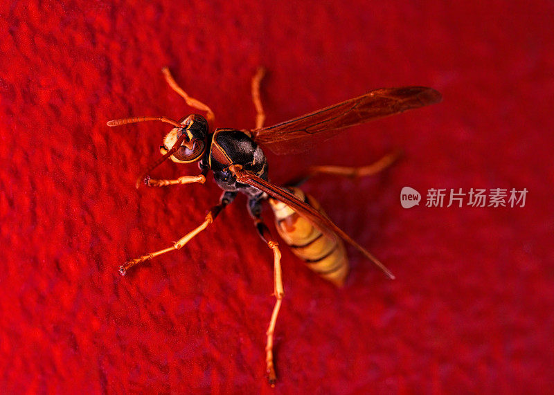 黄蜂特写外星人一样的生物