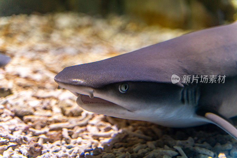 这是水族馆里一只被圈养的鲨鱼头部的特写