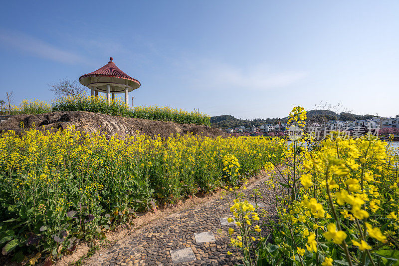 亭子和公园里的油菜花