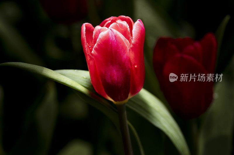 穆迪郁金香深色花坛背景。黑色花坛背景上神秘的红色郁金香。