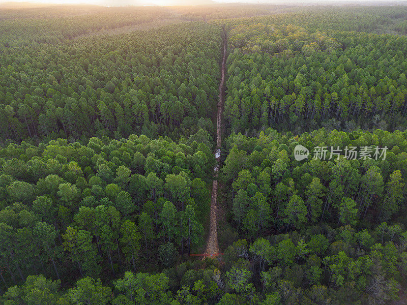 大型松林人工林，昆士兰，澳大利亚