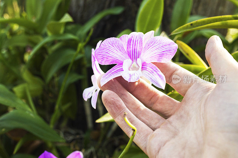 男人的手触摸粉红白色的兰花