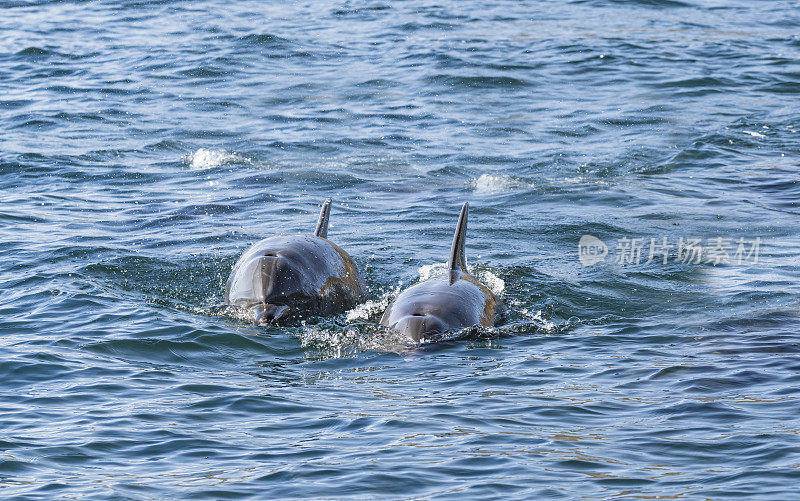 常见的宽吻海豚，是一种分布广泛的海豚科海洋哺乳动物。科尔特斯海。洛雷托湾国家海洋公园，墨西哥下加利福尼亚。