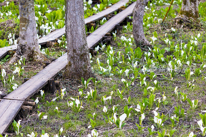 白臭鼬卷心菜花排列在日本农村森林的湿地上