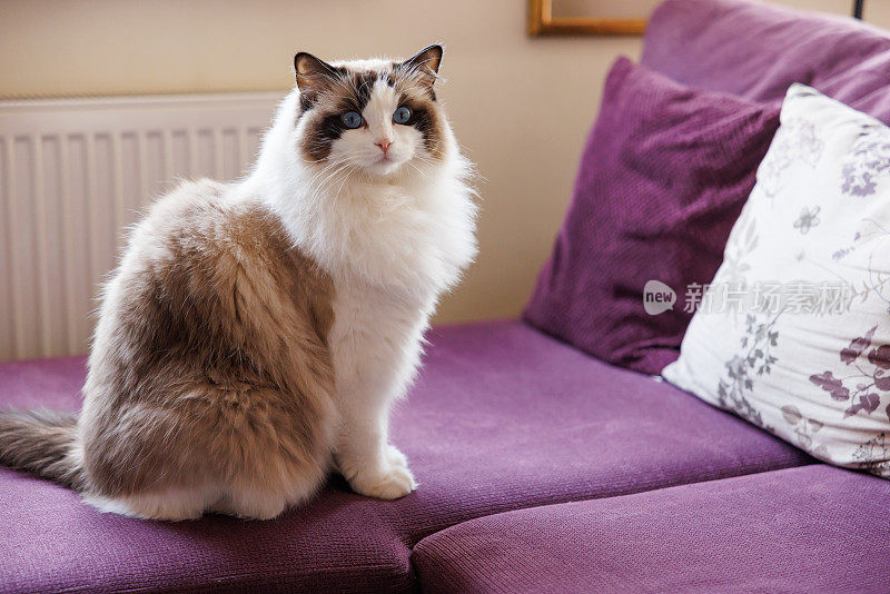 漂亮的布娃娃猫坐在沙发上