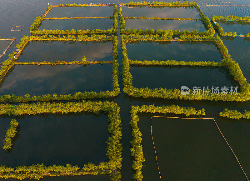 航拍照片显示，顺化省谭江泻湖上有大量的养虾池塘