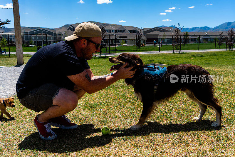 在狗狗公园里，一名身穿黑色衬衫和灰色短裤的男子愉快地与他的柯利牧羊犬和澳大利亚谢泼德混血狗玩耍，从他们的互动中可以看出他们的关系。