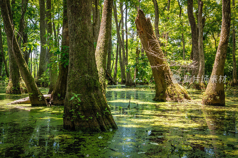 密西西比沼泽中的树桩