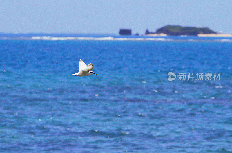 蓝海和白鸟