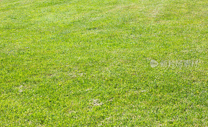 草坪绿草如茵。割过的草，清新的草坪在夏日的阳光下。绿色天然草捷径。
