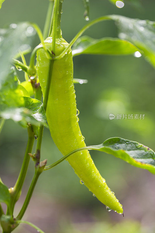 后院菜园香蕉胡椒