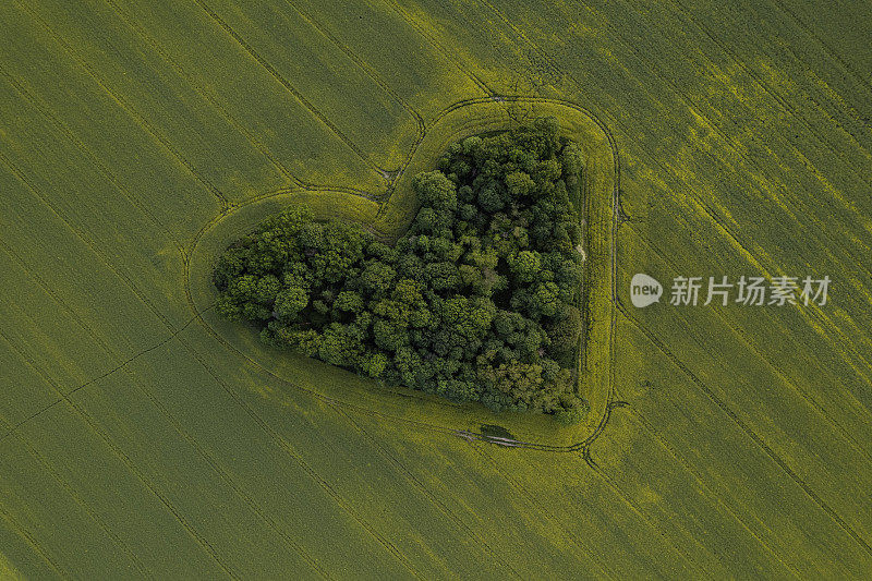 油菜地中央的绿色心形小树林