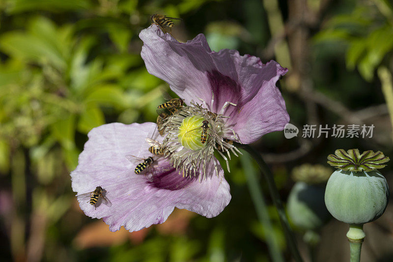 开花的罂粟和昆虫