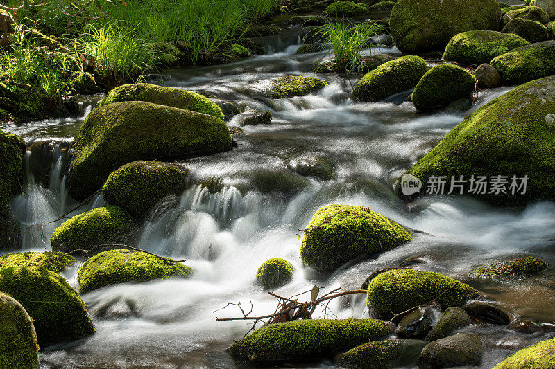 春天的小鸽子河