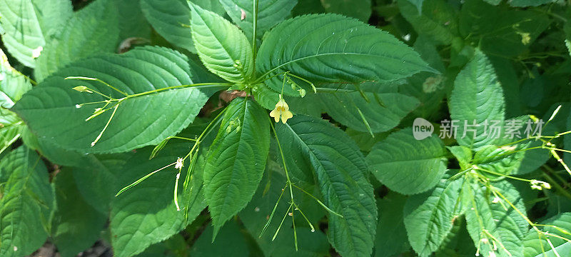 小香脂(凤仙花)