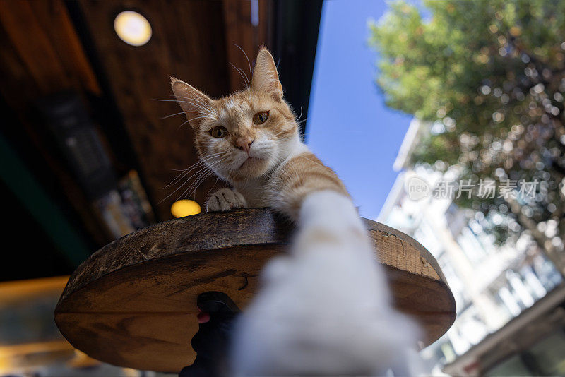 顽皮的流浪猫在桌子上