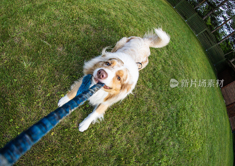 在绿色公园里与狗狗玩耍的第一人称视角。拉绳玩具
