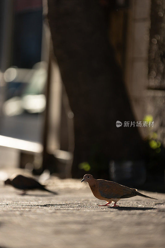 一只棕鸽正在街上觅食。