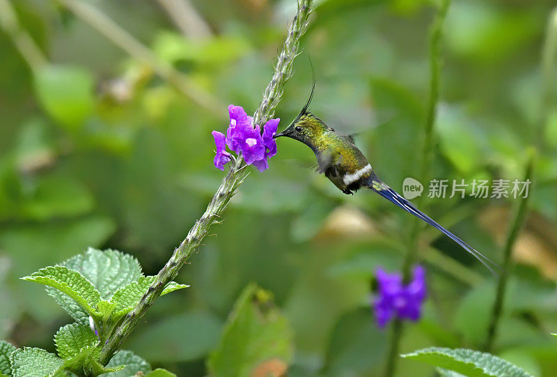 铁丝冠刺尾蜂鸟飞向一朵花