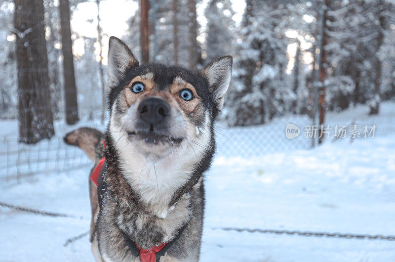 雪地里一只蓝眼睛的哈士奇狗的肖像