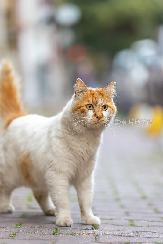 姜黄色的流浪猫。