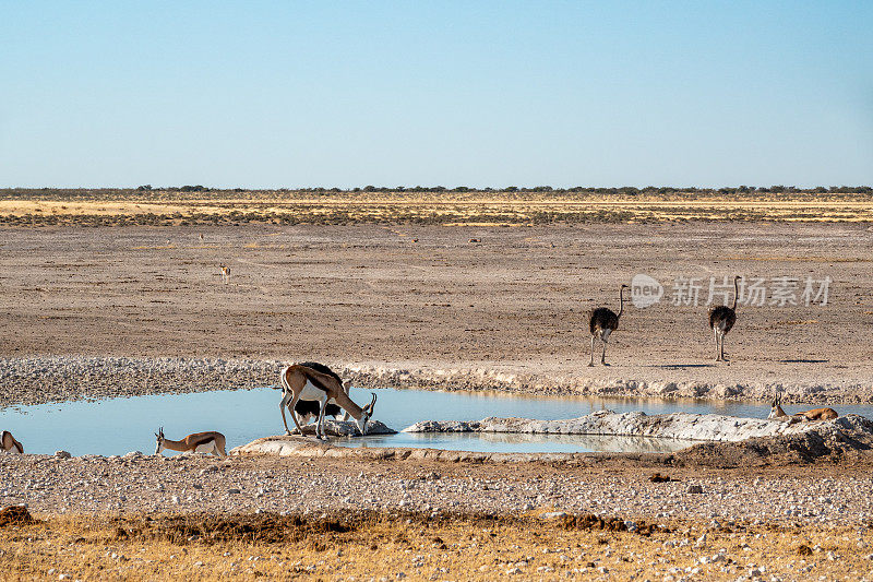纳米比亚库内地区埃托沙国家公园内的Nebrownii水坑