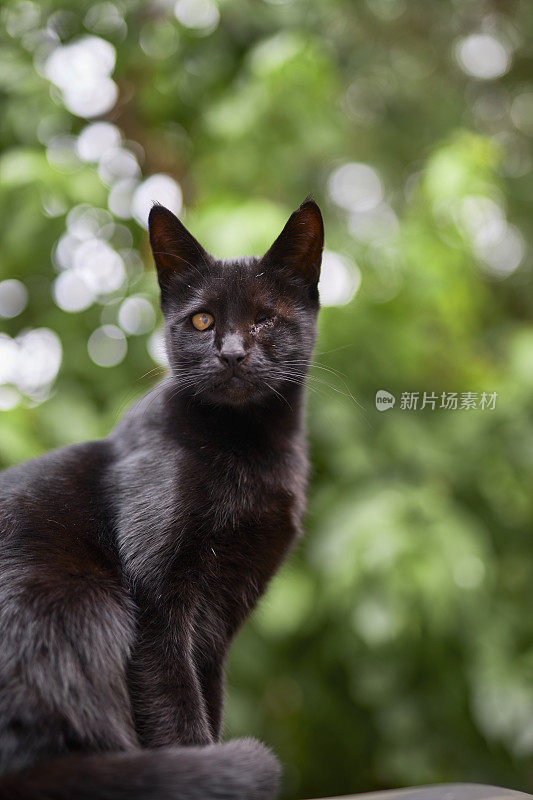 一只残疾流浪猫的特写肖像