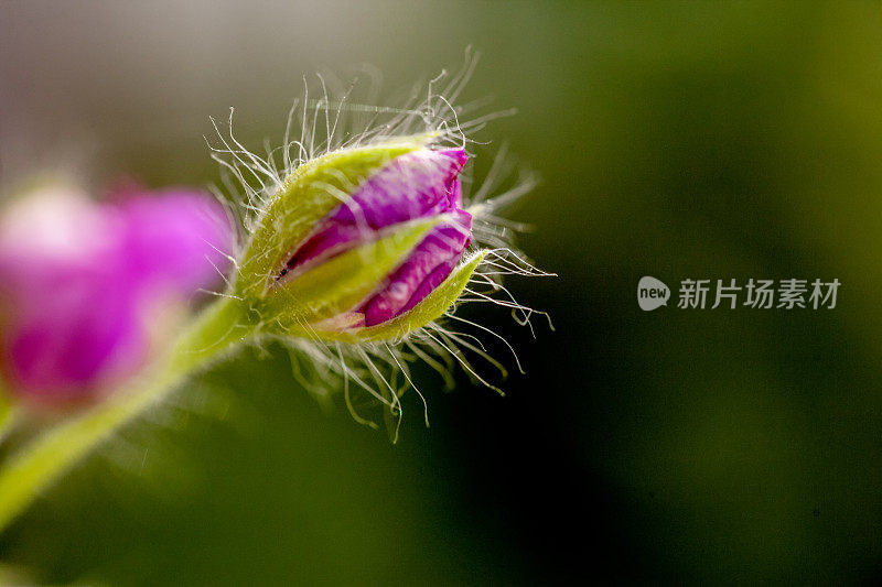 艺术宏观天竺葵“罗珊娜”，蓓蕾阶段股票照片