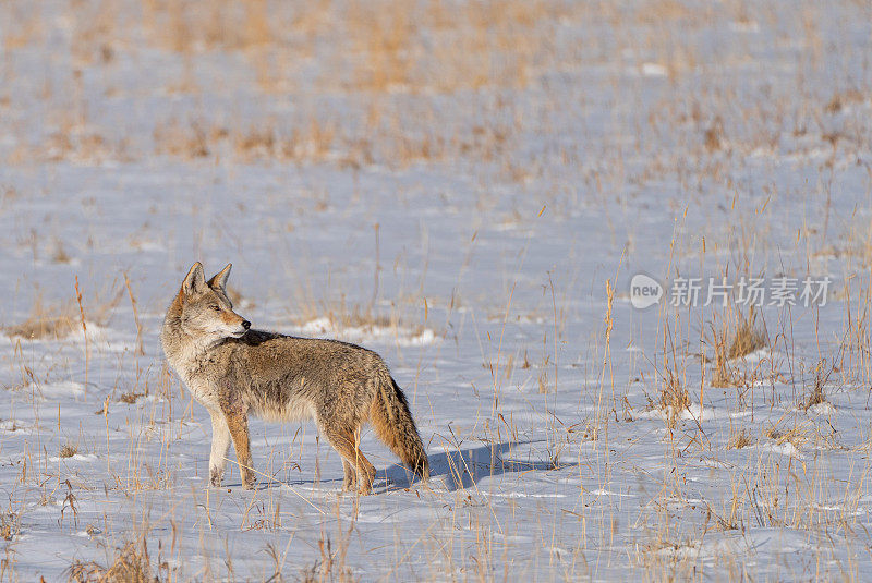 野生土狼在美国科罗拉多州埃斯蒂斯公园附近的落基山国家公园的极端冬季地形中狩猎