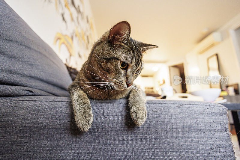 因宠物不守规矩而损坏的家具。条纹猫懒洋洋地躺在家里破旧的沙发上