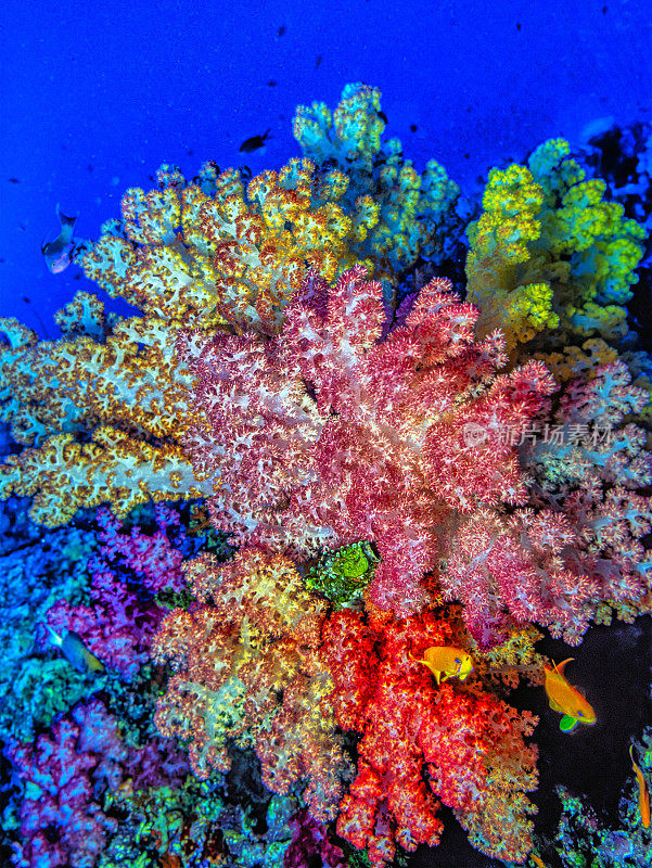 蓝藻，或软珊瑚，水下斐济