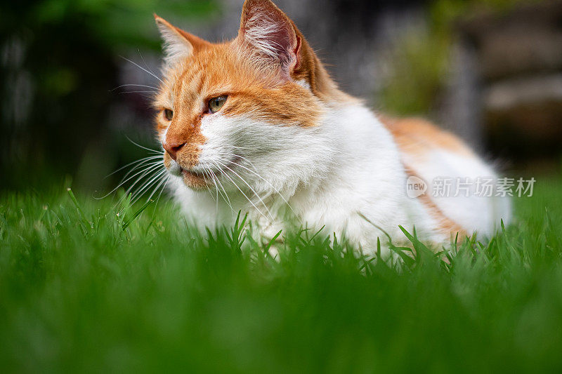 一只毛茸茸的橙白相间的猫躺在绿色的草地上