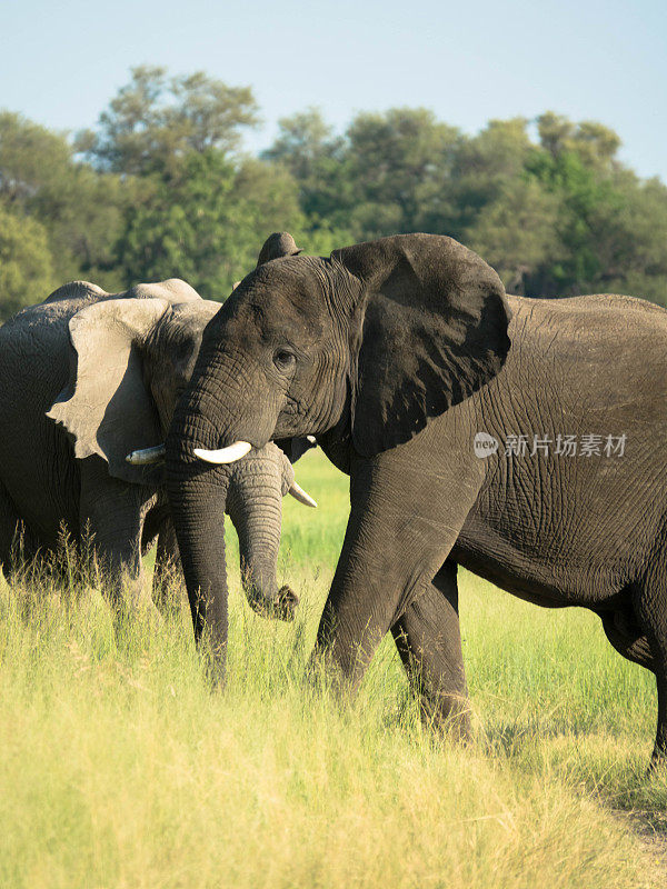 一群非洲象在自然栖息地，野生动物，狩猎狩猎，生态旅游和旅游，国家公园，非洲