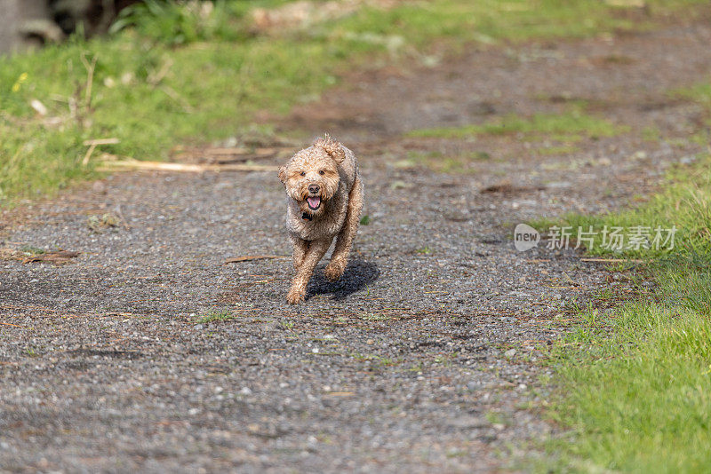 金毛犬不受束缚地奔跑