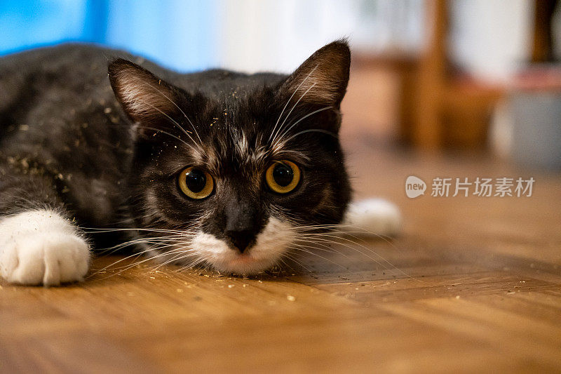 一只灰猫躺在家里的地板上，身上沾满了猫薄荷。