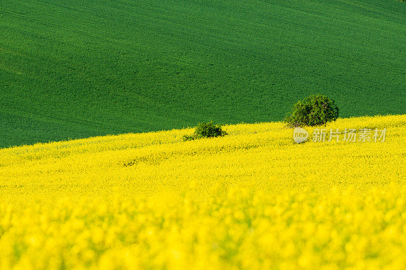绿色和黄色的油菜春田在春天和树上的田野