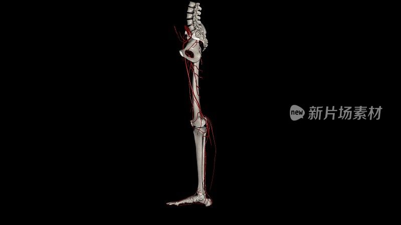 骨骨盆和下肢的血管供应来自左右髂总动脉的远端延长线