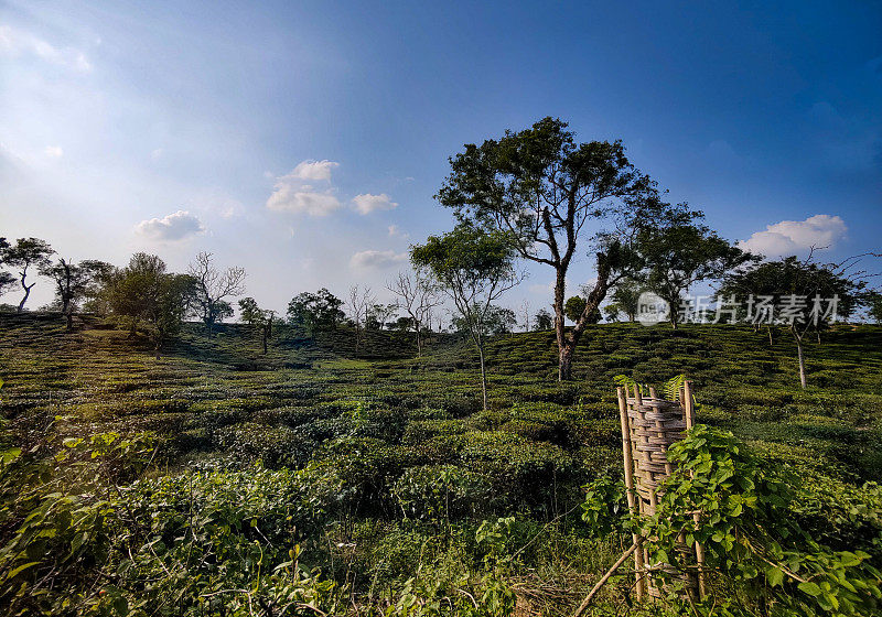 特里普拉邦Mekhlipara的一个茶园，有高大的树木。