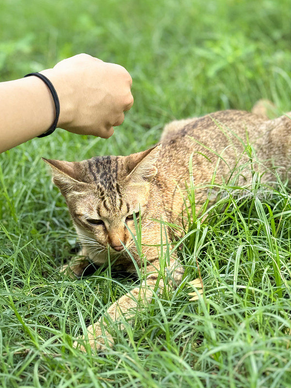 难以辨认的人抚摸家养动物的形象，姜褐色的虎斑猫躺在花园绿色草坪的长草叶上，轻松而满足，大头照，额头上的“M”形标记，长长的白色胡须，聚焦于前景