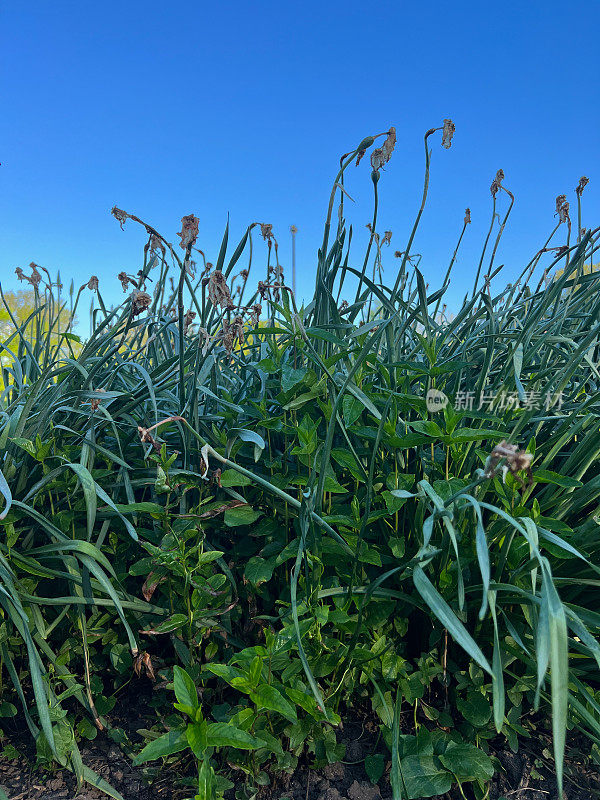 园林植物和杂草