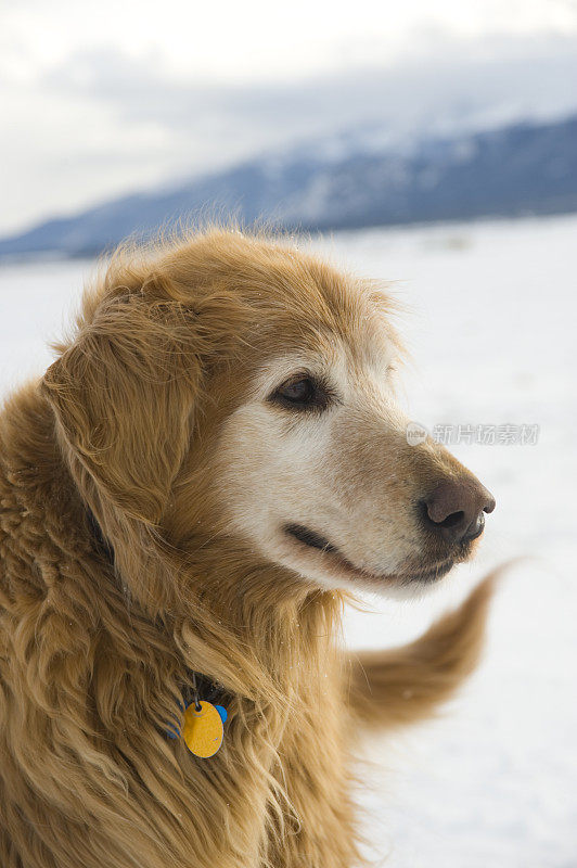 雪中成熟金毛猎犬的侧面图